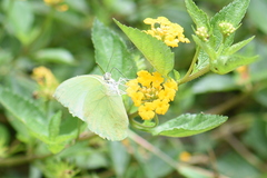Catopsilia pomona