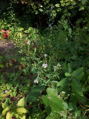 Symphyotrichum urophyllum