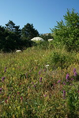 Silphiodaucus hispidus