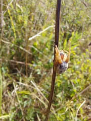 Larinioides cornutus