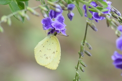 Eurema hecabe
