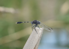 Orthetrum sabina