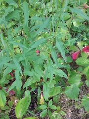 Symphyotrichum urophyllum