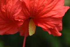 Eurema hecabe