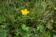Ranunculus montanus