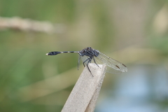 Orthetrum sabina