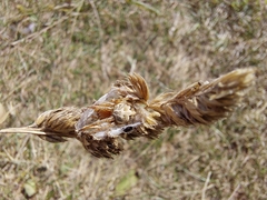 Larinioides cornutus