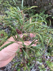 Comptonia peregrina