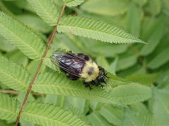 Laphria thoracica