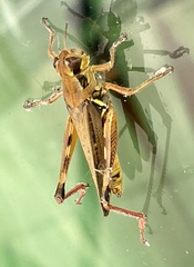Melanoplus