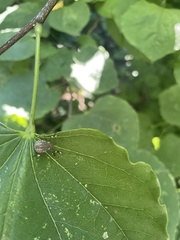 Heteroptera