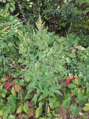 Symphyotrichum urophyllum