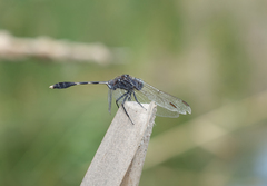 Orthetrum sabina