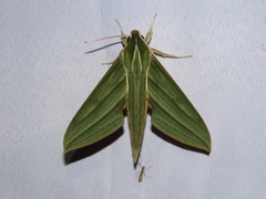 Xylophanes aristor