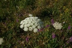 Silphiodaucus hispidus