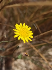 Sonchus tenerrimus
