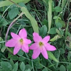 Zephyranthes rosea