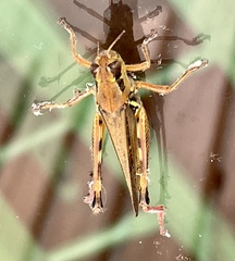 Melanoplus