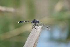 Orthetrum sabina