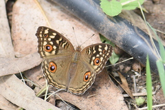 Junonia lemonias