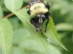 Laphria thoracica