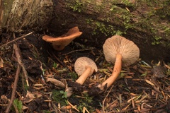 Lactarius subviscidus