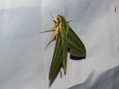 Xylophanes aristor