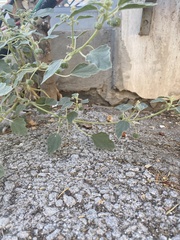 Chrozophora tinctoria