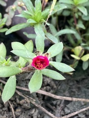 Portulaca