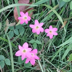 Zephyranthes rosea