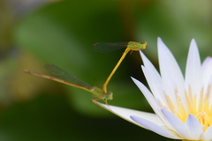 Ceriagrion coromandelianum
