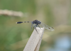 Orthetrum sabina