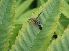 Delphinia picta