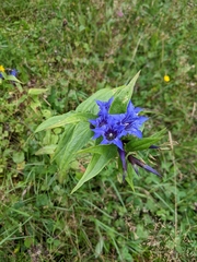 Gentiana asclepiadea