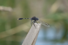 Orthetrum sabina