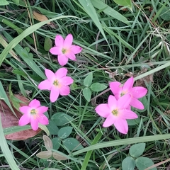 Zephyranthes rosea