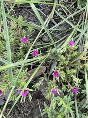 Portulaca