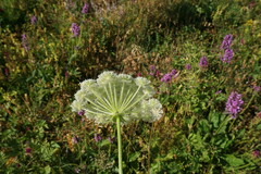 Silphiodaucus hispidus