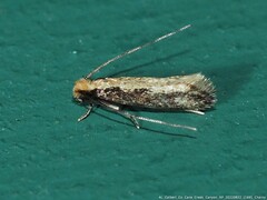 Monopis crocicapitella