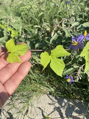Ipomoea cordatotriloba