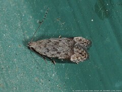 Anacampsis