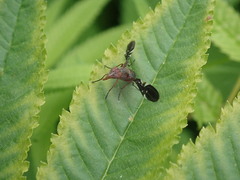 Delphinia picta