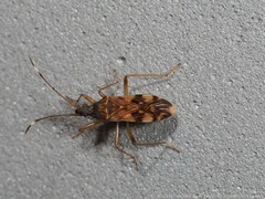 Ozophora picturata