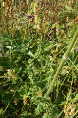 Silphiodaucus hispidus