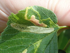 Agromyza aristata