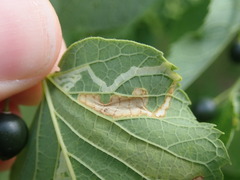 Agromyza aristata