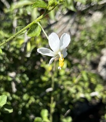 Hibiscus micranthus