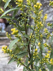 Solidago hispida