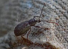 Cyrtepistomus castaneus