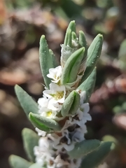Polygonum maritimum